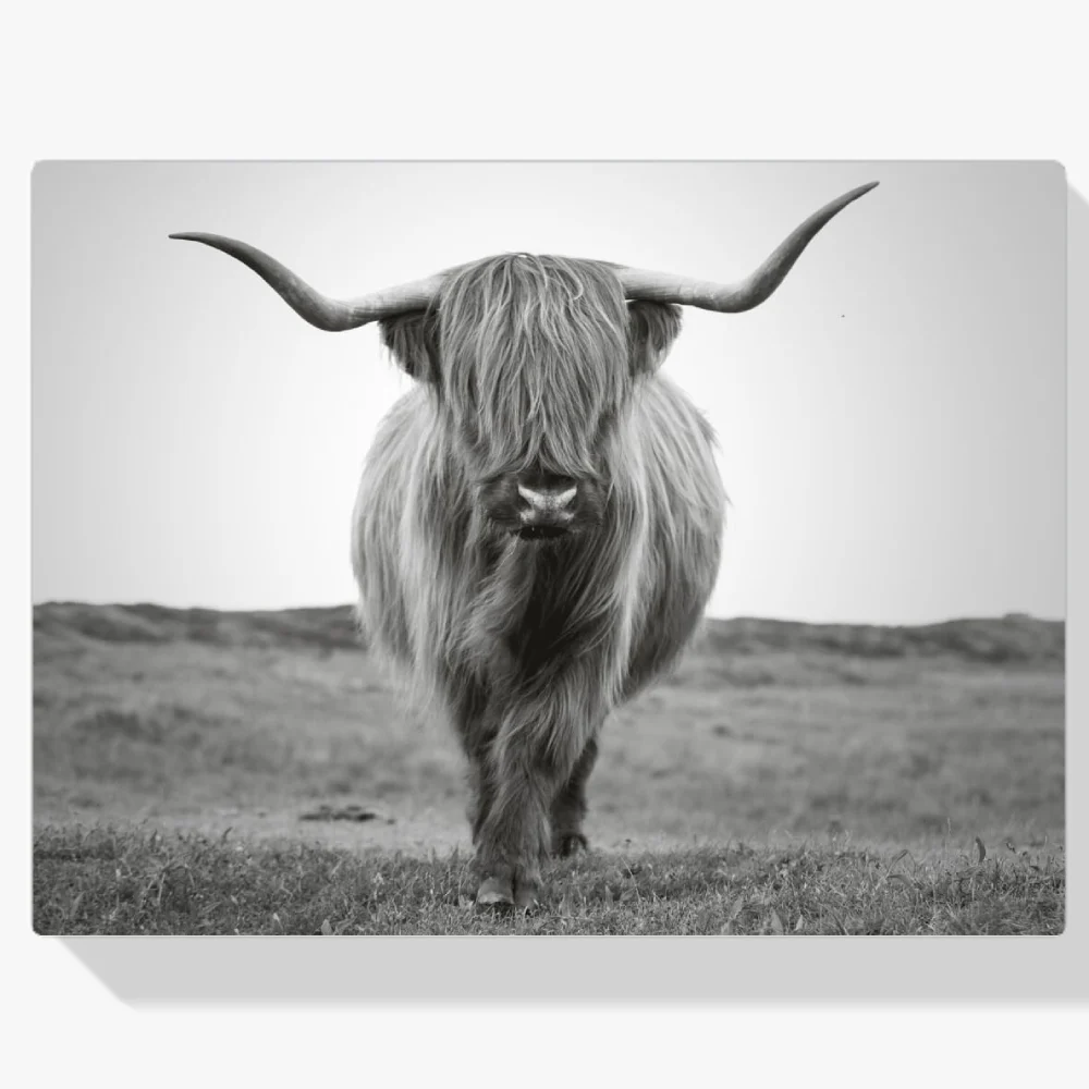 Pintura Diamante - Impresionante toro montañés escocés con largos cuernos en blanco y negro