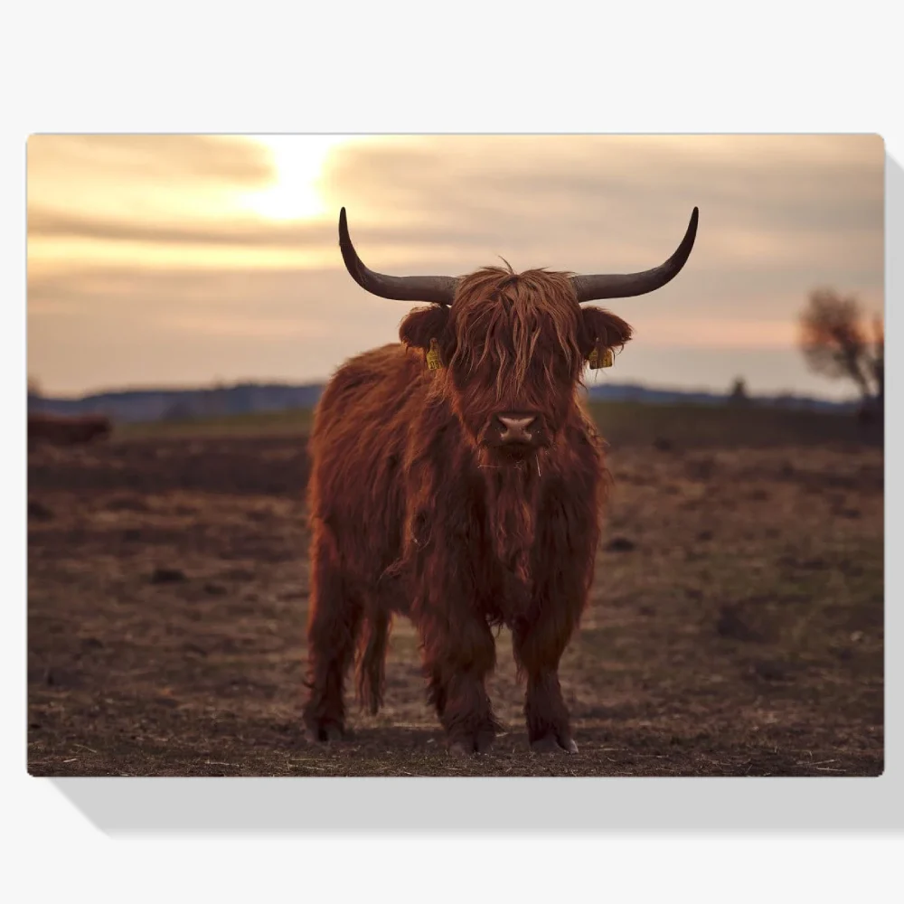 Pintura Diamante - Joven montañés escocés a la luz del atardecer