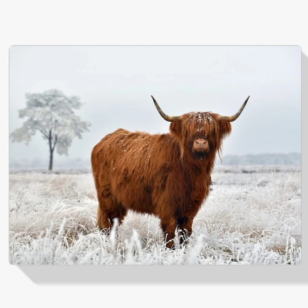 Pintura Diamante - Lanudo montañés escocés en pastos de invierno