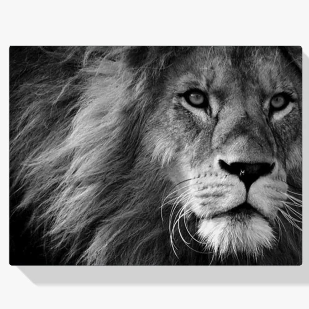 Pintura Diamante - León en blanco y negro