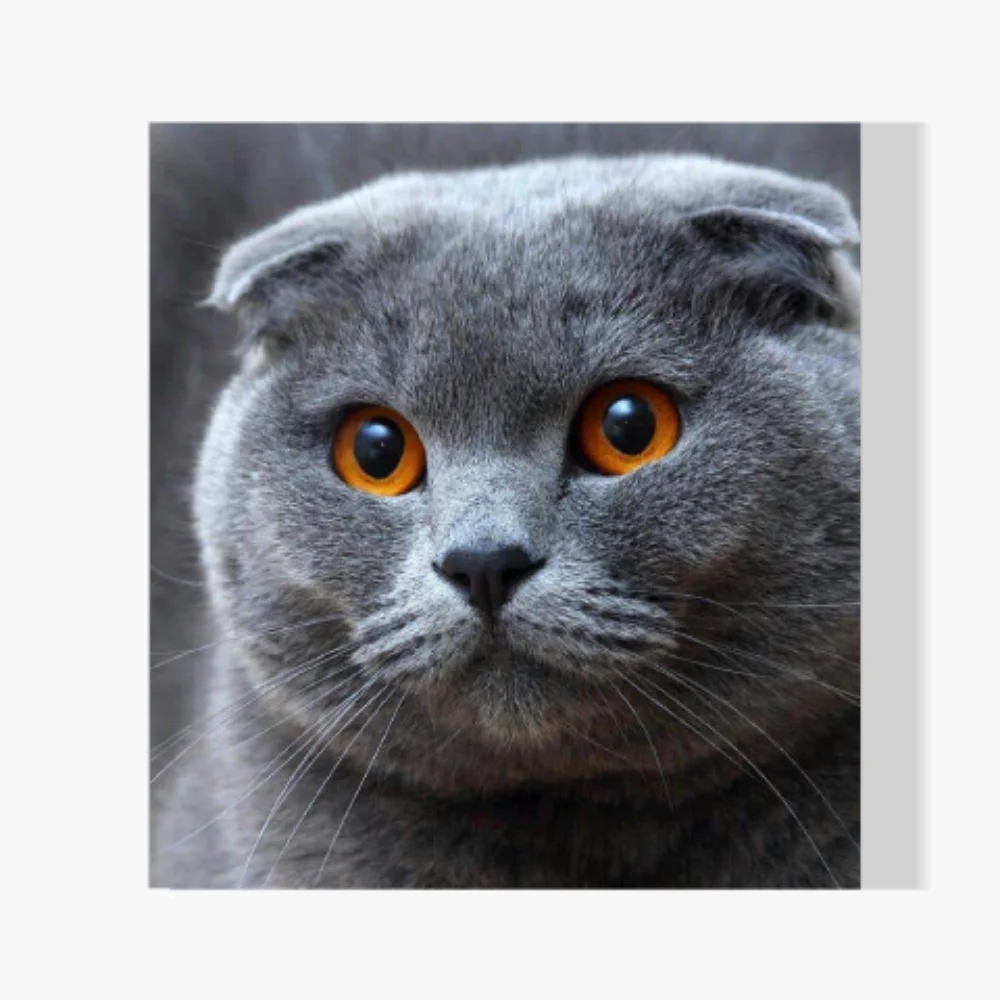 Pintura Diamante - Lindo gatito