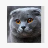 Pintura Diamante - Lindo gatito
