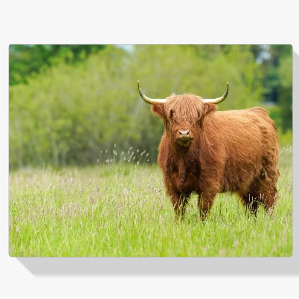 Pintura Diamante - Lindo montañés escocés en un día soleado