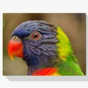 Pintura Diamante - Loro