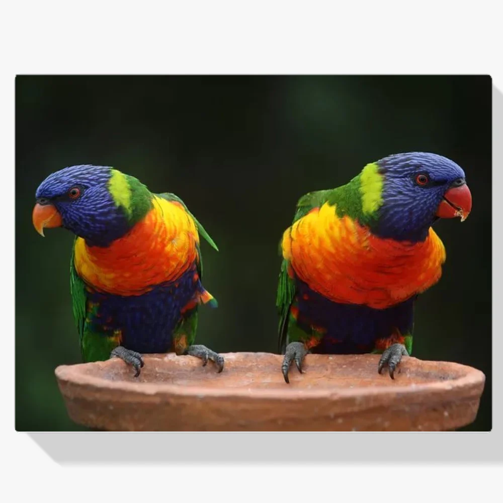 Pintura Diamante - Loros