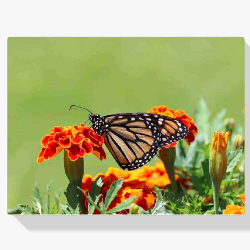 Pintura Diamante - Mariposa