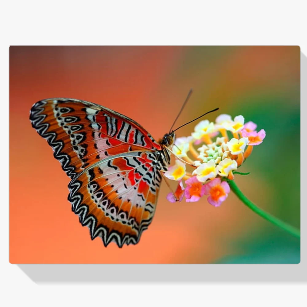 Pintura Diamante - Mariposa en flor