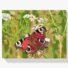 Pintura Diamante - Mariposa en la hierba