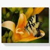 Pintura Diamante - Mariposa en una flor