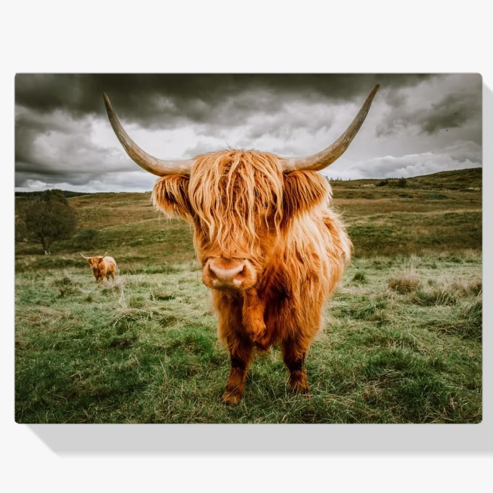 Pintura Diamante - Mirada de un montañés escocés