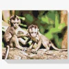 Pintura Diamante - Monos