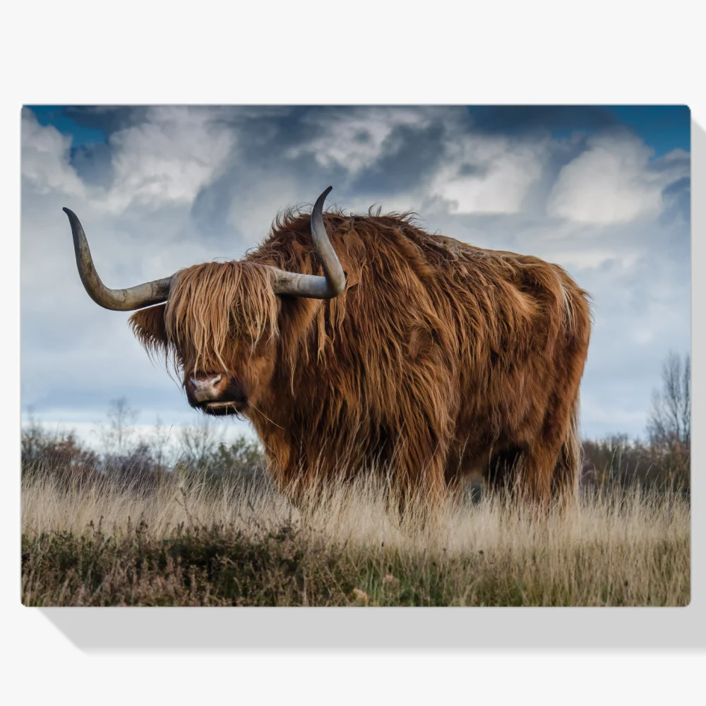 Pintura Diamante - Montañés escocés