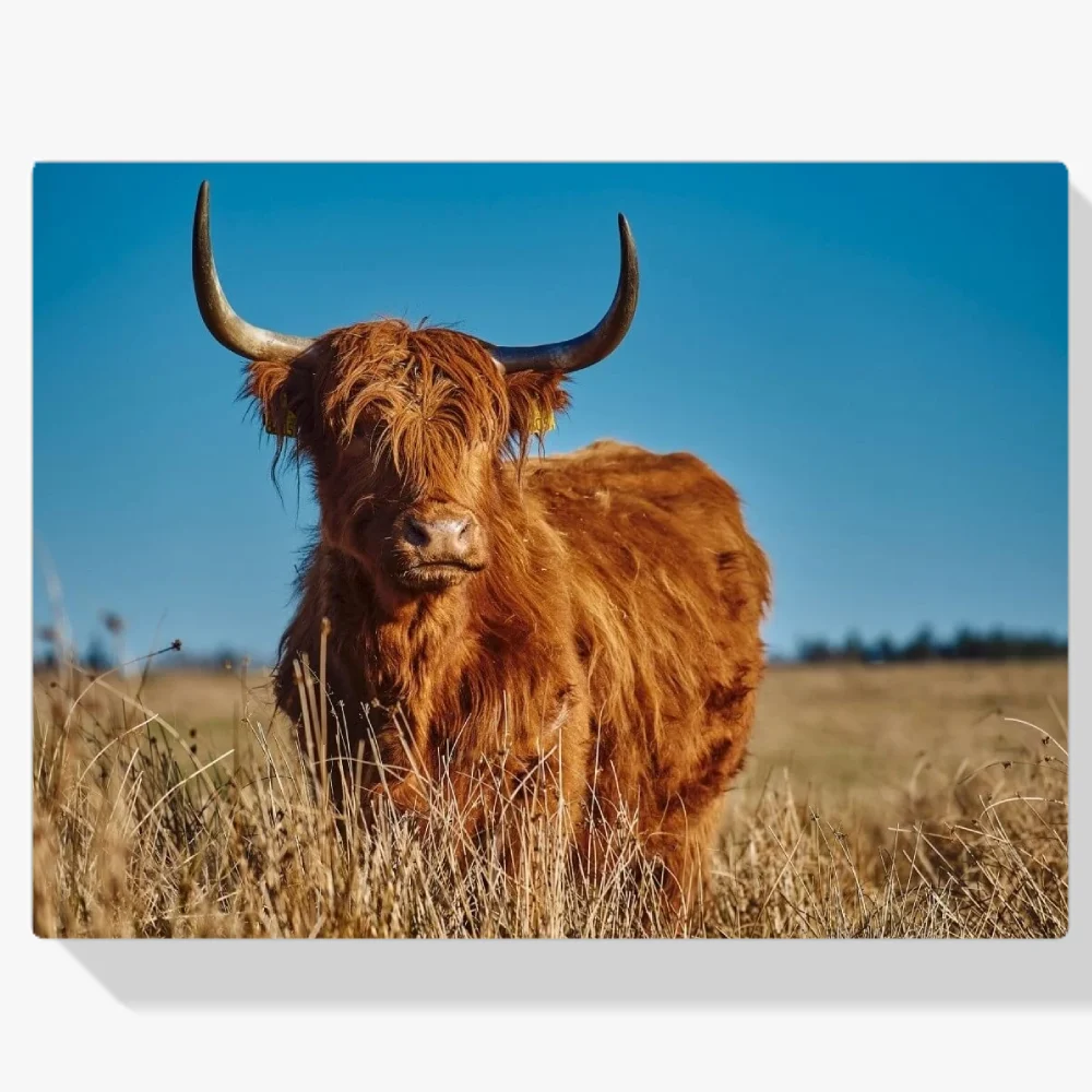 Pintura Diamante - Montañés escocés al atardecer