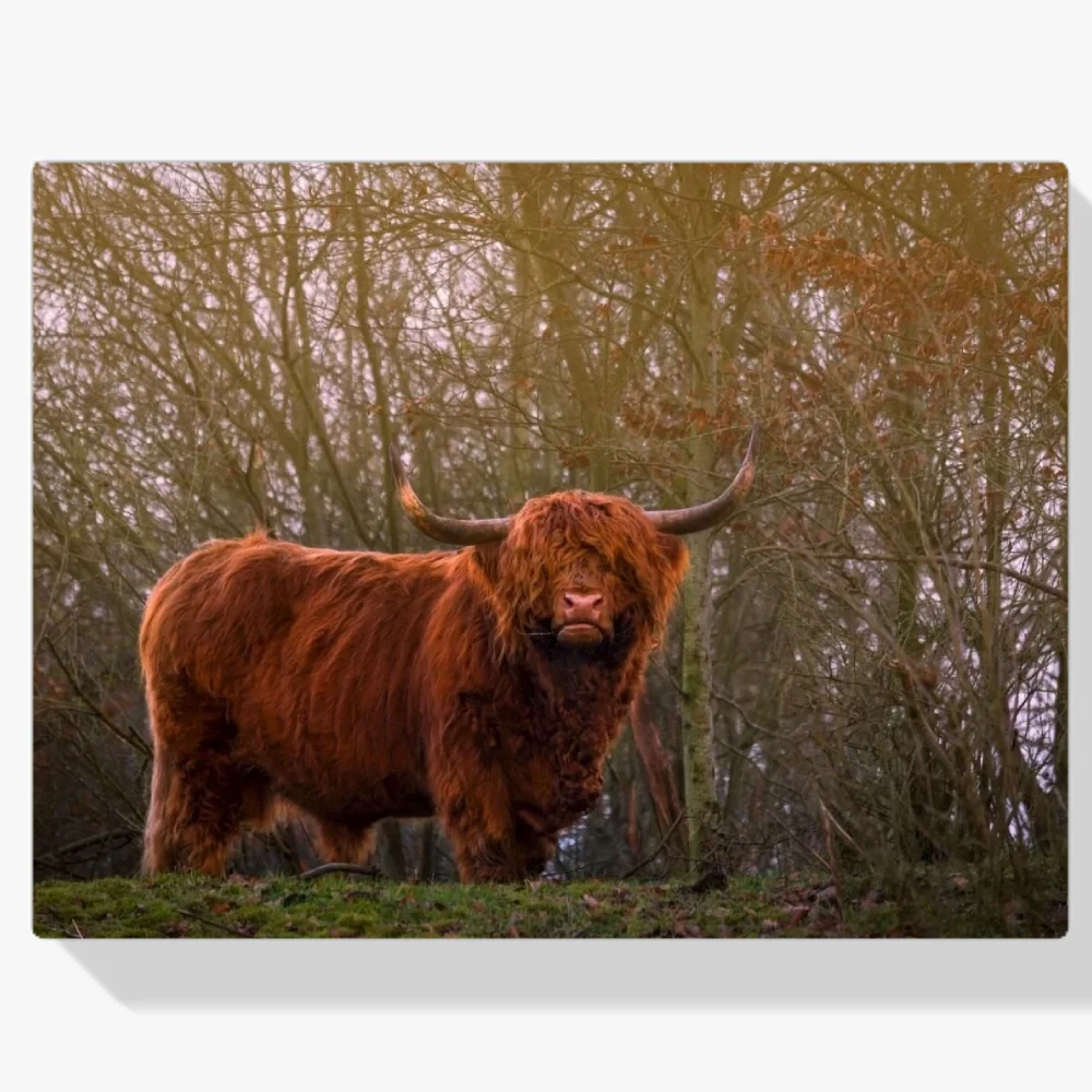 Pintura Diamante - Montañés escocés bajo el sol del atardecer