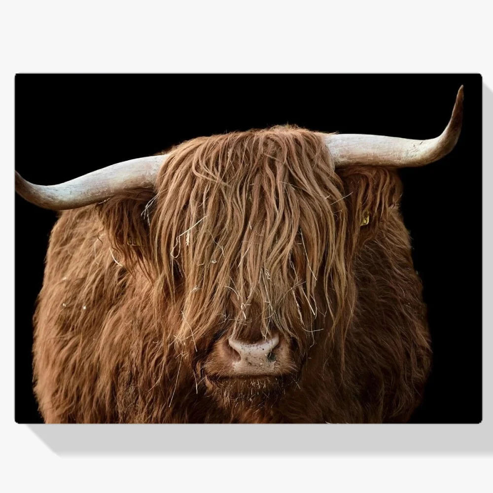 Pintura Diamante - Montañés escocés de cerca