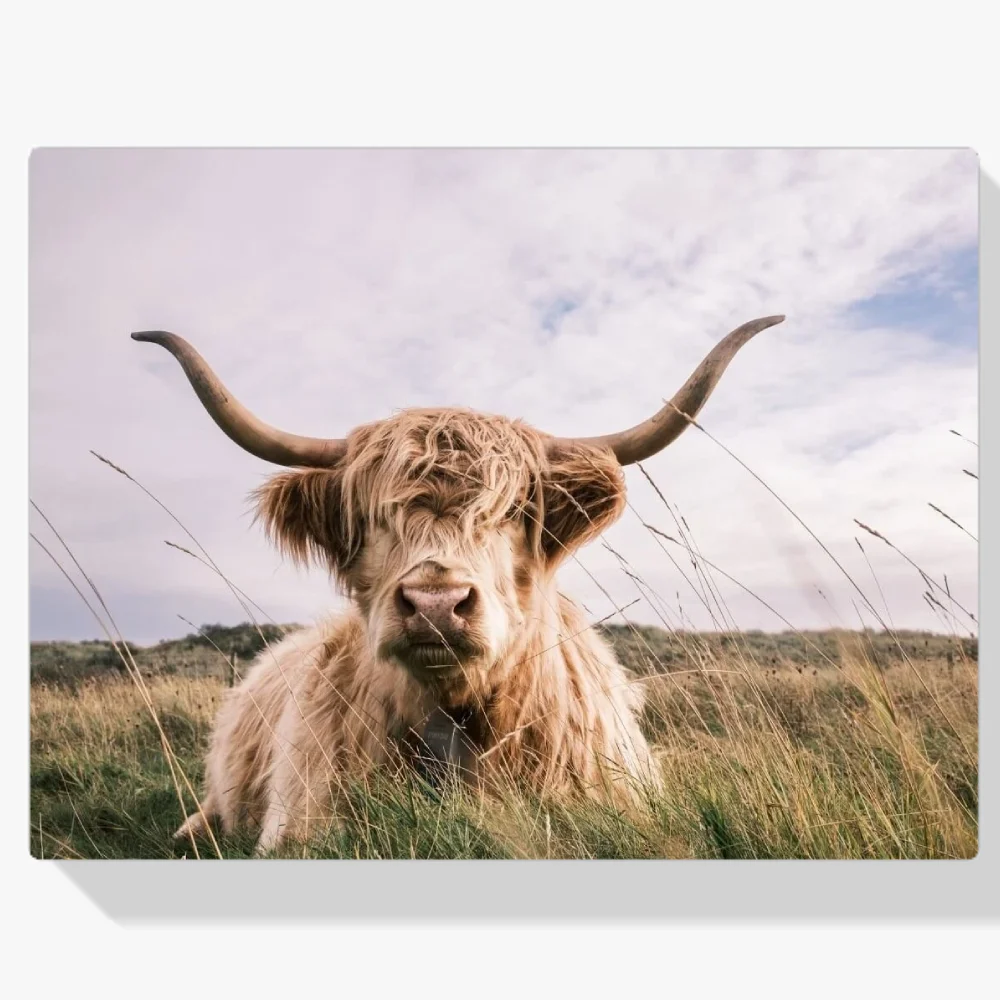 Pintura Diamante - Montañés escocés de color claro