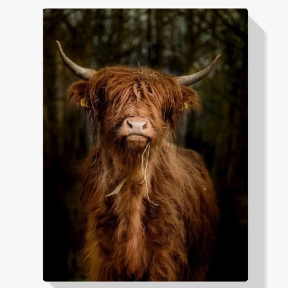 Pintura Diamante - Montañés escocés en el bosque