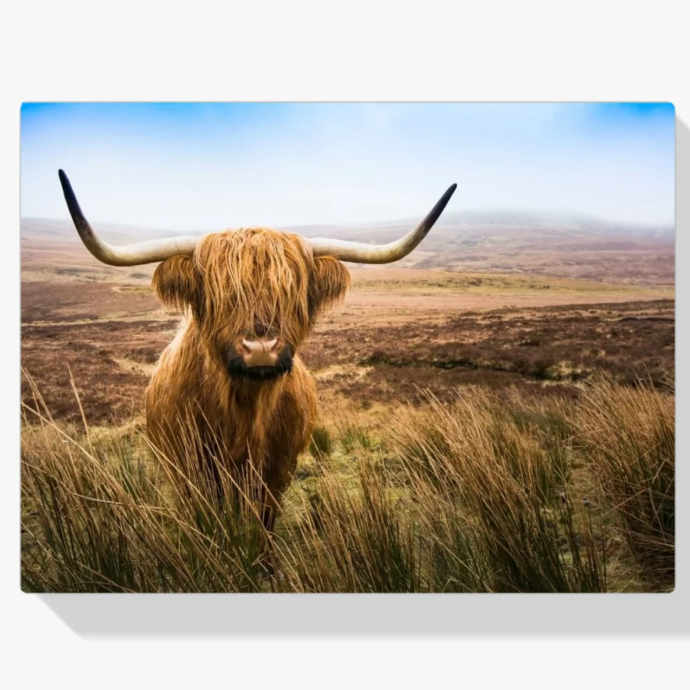 Pintura Diamante - Montañés escocés en el campo mirando a la cámara