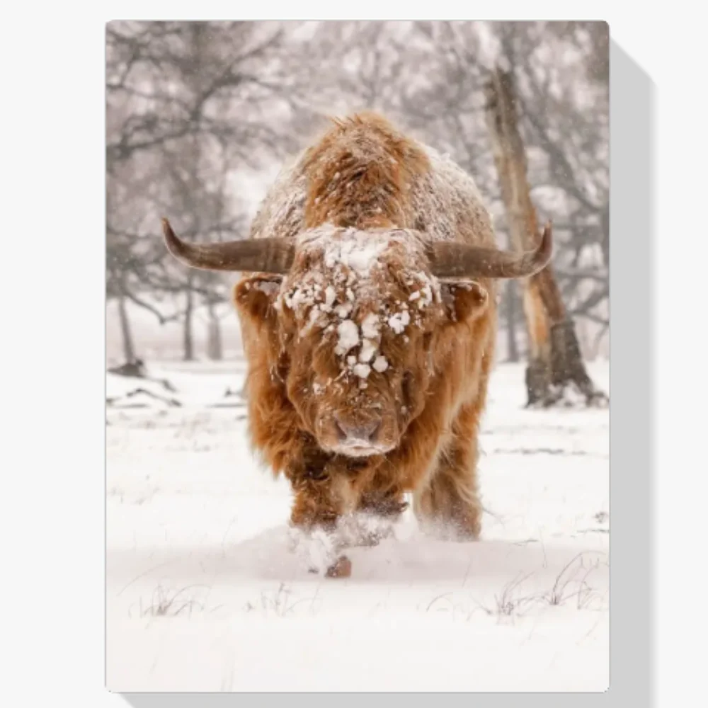 Pintura Diamante - Montañés escocés en un paisaje invernal de naturaleza