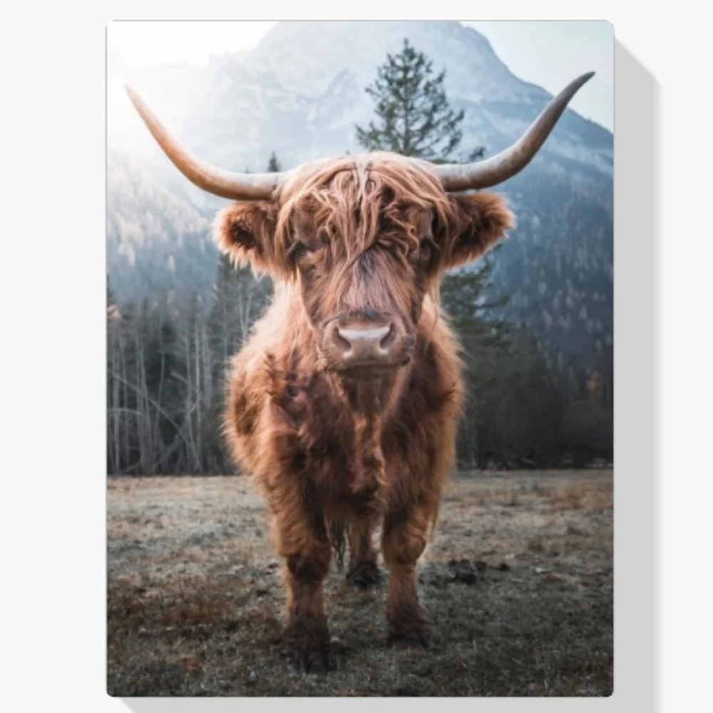 Pintura Diamante - Montañés escocés en un prado helado de las montañas italianas