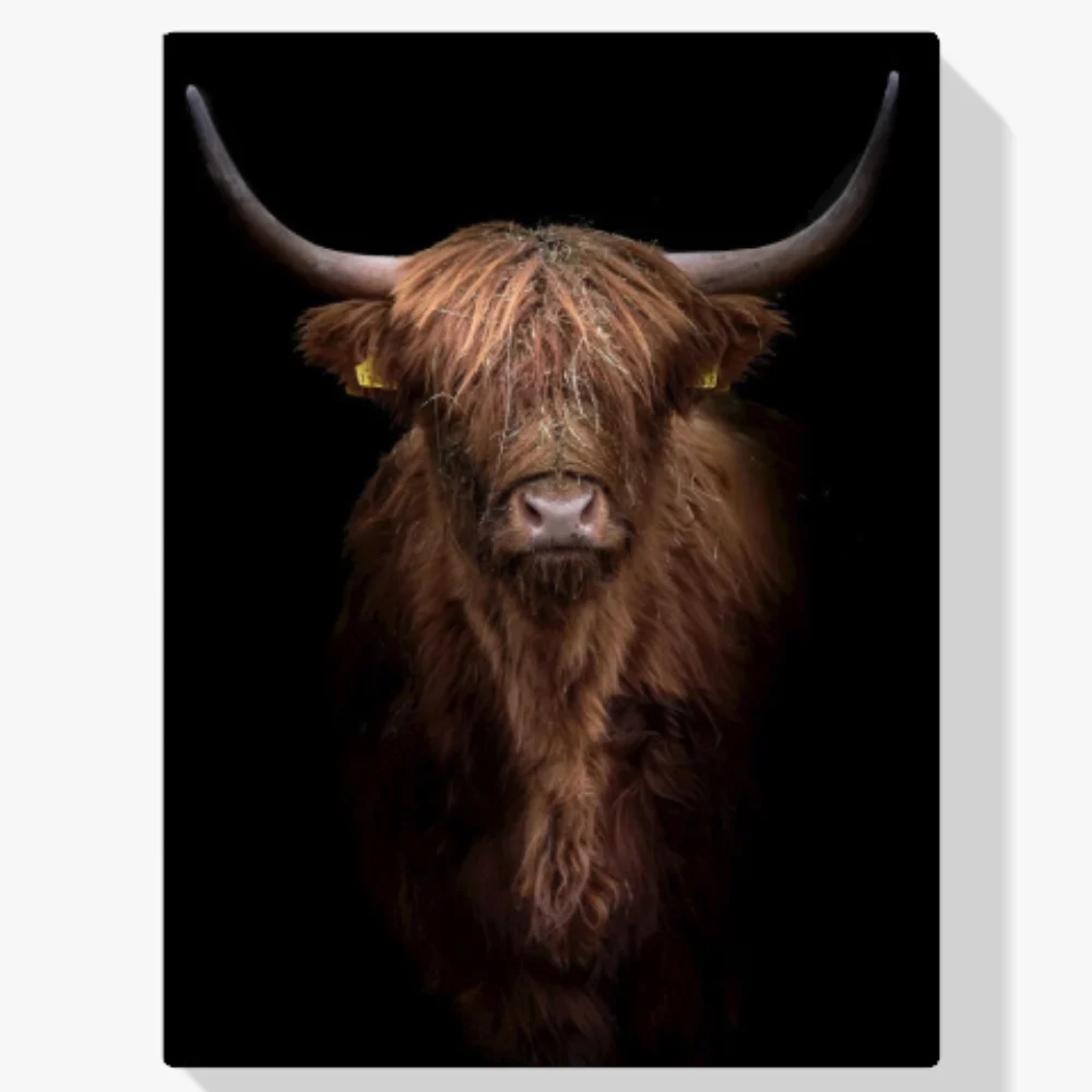 Pintura Diamante - Montañés escocés marrón rojizo de cerca