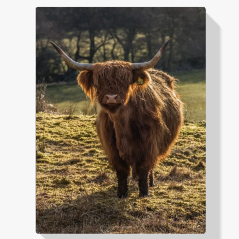 Pintura Diamante - Montañés escocés pastando en el campo