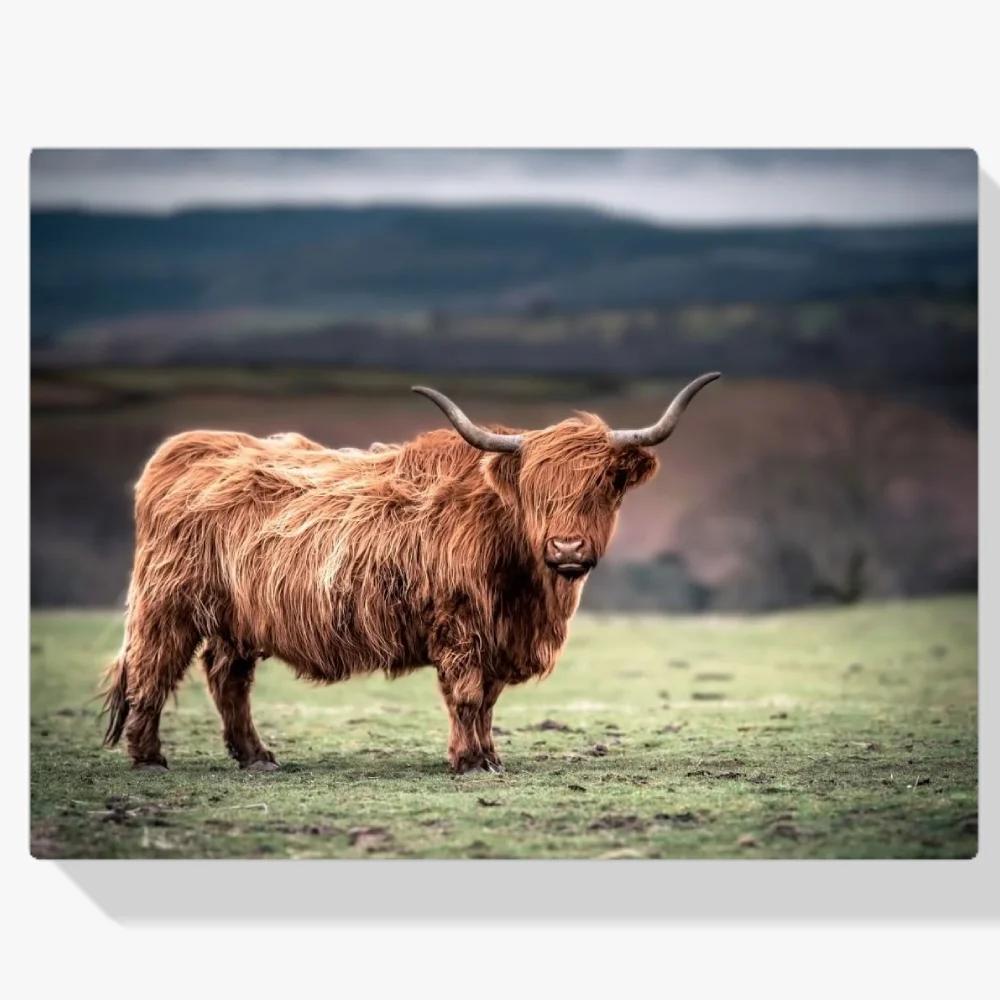 Pintura Diamante - Montañés escocés pastando en la campiña del sur de Gales