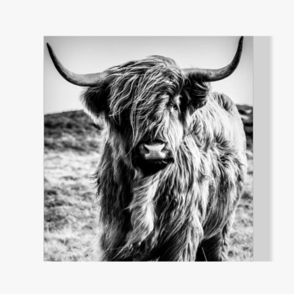 Pintura Diamante - Montañés escocés peludo en blanco y negro