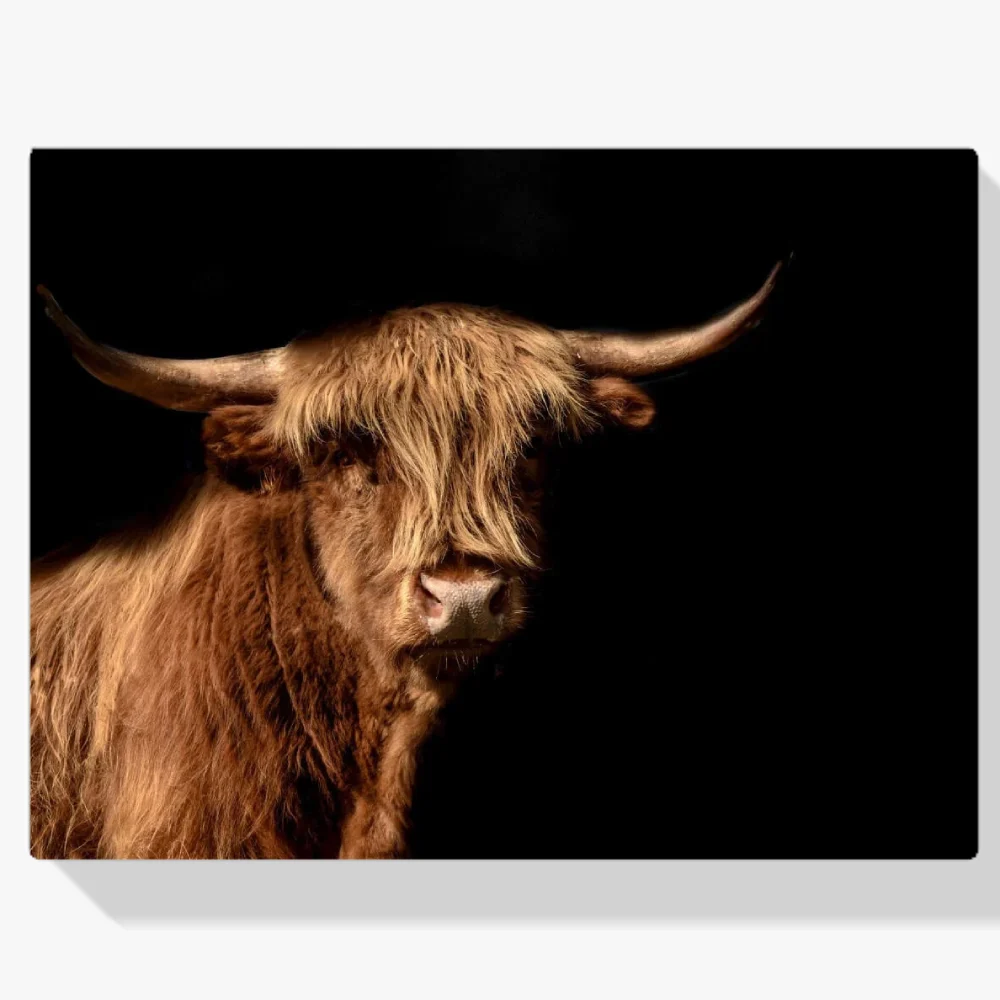 Pintura Diamante - Montañés escocés también llamado vaca de las tierras altas en la imagen