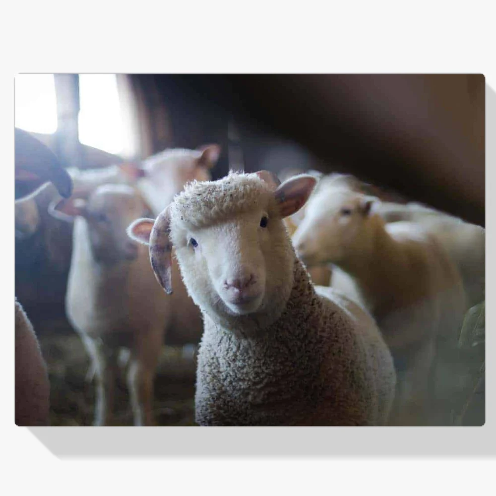 Pintura Diamante - Ovejas