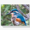 Pintura Diamante - Pájaro azul