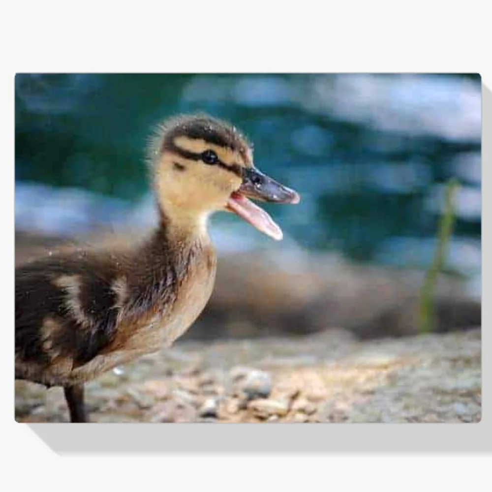 Pintura Diamante - Pato feliz