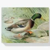 Pintura Diamante - Pato silvestre