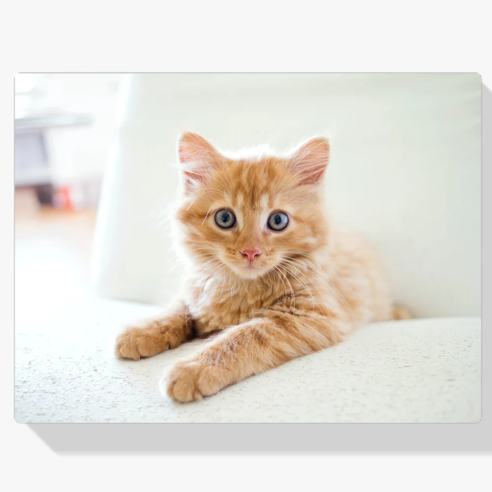 Pintura Diamante - Pequeño gatito en una silla