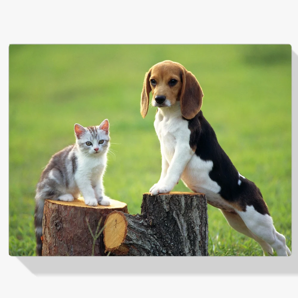 Pintura Diamante - Perro con gato