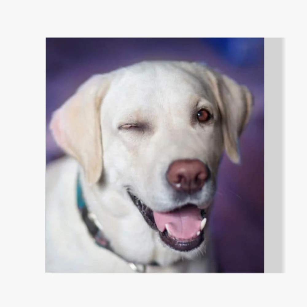 Pintura Diamante - Perro con guiño