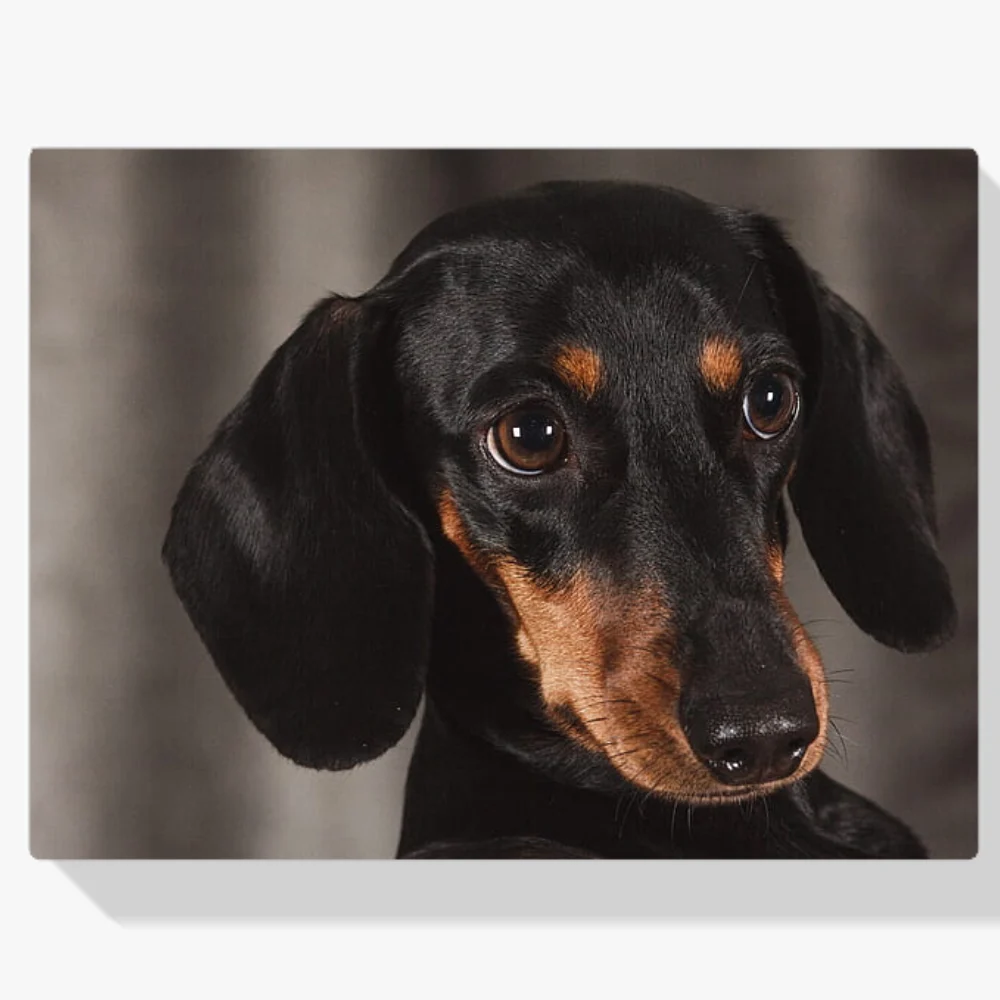 Pintura Diamante - Perros salchicha pequeños