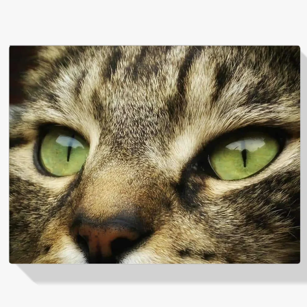 Pintura Diamante - Primer plano de un gato