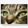 Pintura Diamante - Primer plano de un gato