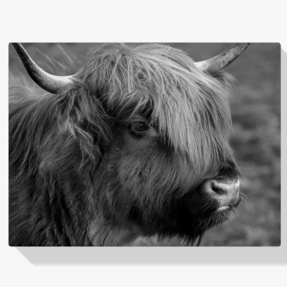 Pintura Diamante - Retrato animale de un montañés escocés en blanco y negro