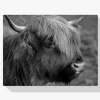 Pintura Diamante - Retrato animale de un montañés escocés en blanco y negro