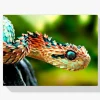 Pintura Diamante - Serpiente
