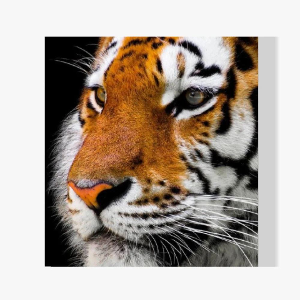 Pintura Diamante - Tigre adulto