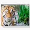 Pintura Diamante - Tigre de Bengala