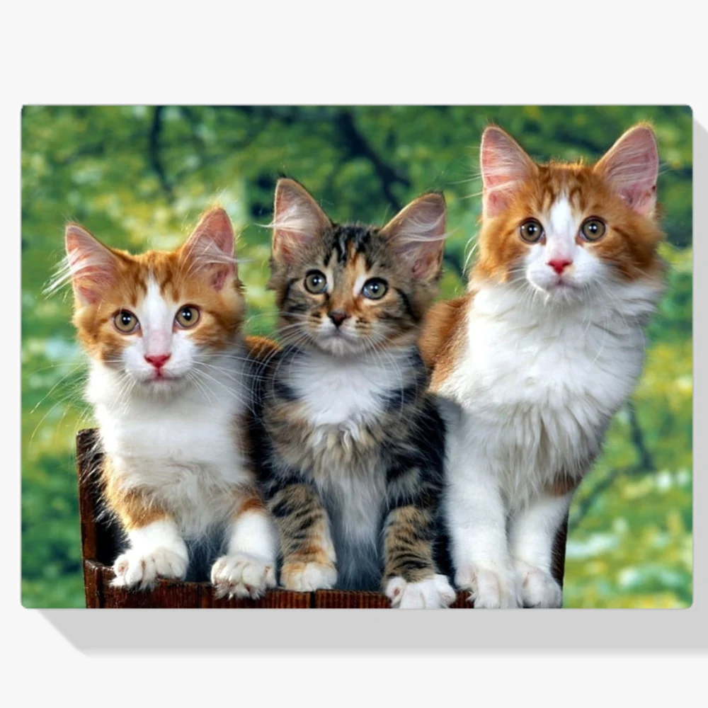 Pintura Diamante - Tres gatos