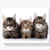 Pintura Diamante - Tres gatos seguidos