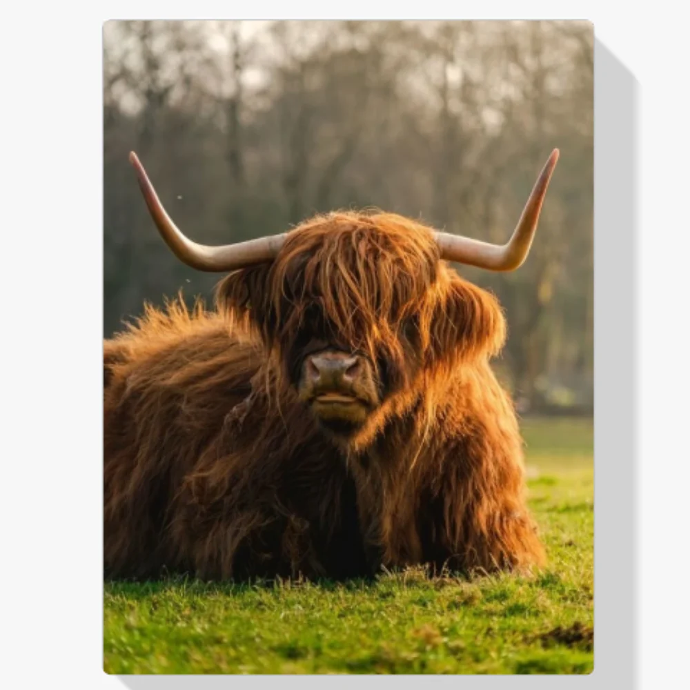 Pintura Diamante - Vaca de las tierras altas escocesas de cerca