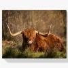 Pintura Diamante - Vaca peluda de las tierras altas en la isla de Skye