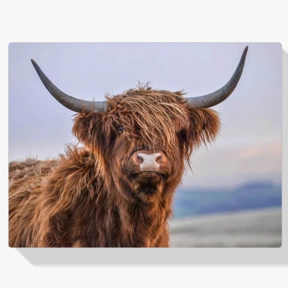 Pintura Diamante - Vista de un magnífico montañés escocés