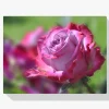 Pintura Diamante - Rosa rosada